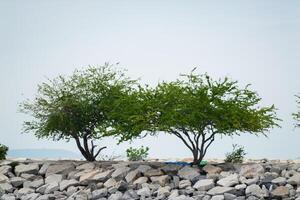 Scenic nature view of trees rocky shoreline landscape outdoor serenity photo