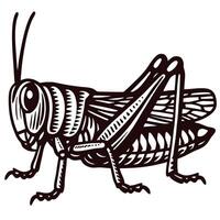 Detailed hand drawn grasshopper insect in vintage engraving isolated on white background illustration vector