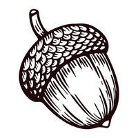 Hand drawn acorn isolated on white background vintage engraved sketch botanical illustration vector