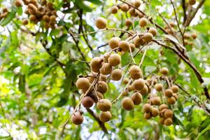Harvesting longan fruits in lush tropical forest nature vibrant environment close-up view photo