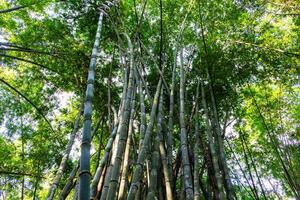 Exploring bamboo forests nature's green oasis tranquil environment aerial view serenity of growth photo