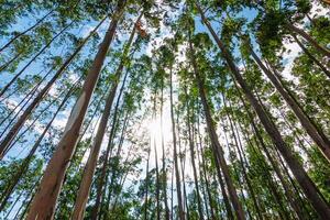 Sunlight filtering through eucalyptus trees forest nature outdoor low angle tranquil scene photo