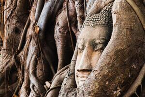 Ancient buddha head enveloped by tree roots ayutthaya historical art natural setting close-up nature's embrace photo