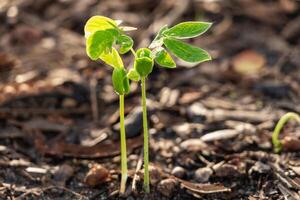 Seedling growth event garden nature soil environment close-up view plant development concept photo