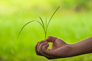 Cultivating green growth hand holding grass sprout in lush nature setting outdoor environment close-up view photo