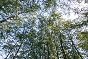 Tall pine trees reaching skyward forest nature tranquil environment upward view serenity photo