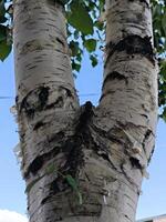 Birch Tree Bark with Green Leaves photo