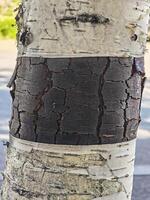 Weathered Birch Tree Bark with Natural Patterns photo