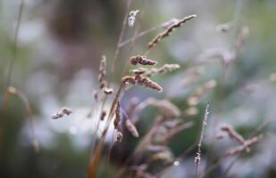 Wildflowers in a meadow close up. photo