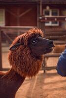 A person petting an alpaca in a pen photo