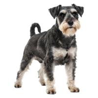 Magnificent Miniature Schnauzer Dog Breed Portrait canine gray png