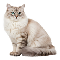 Majestic Cream-Colored Siberian Cat with Striking Blue Eyes Posing Elegantly png