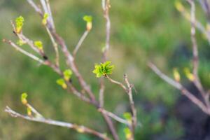 The buds bloom in the spring. Spring mood. The trees come alive photo