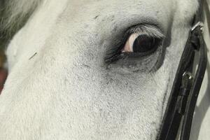 Big eye of a white horse with long eyelashes, photo