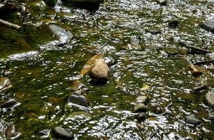 A Tranquil Stream Gently Flowing Over Smooth Rocks in a Beautiful GreenHued Environment photo