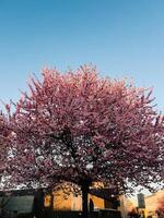 Beautiful pink cherry tree in full bloom standing majestically against vibrant clear blue sky, creating stunning contrast and celebrating arrival of spring in urban setting. Cherry tree blossoming photo