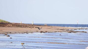A kelp gull gracefully flies over a serene beach in Bellarine, Victoria. The scene captures the natural beauty and tranquility of the coastal environment video