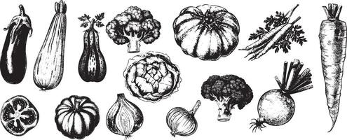 Vintage Engraving Vegetable Collection features Hand Drawn, Retro, Monochrome illustrations perfect for Rustic Kitchen, Thanksgiving, or Eco themed designs. vector