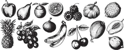 Print Vintage Engraving of assorted Fruits with bold lines and Retro Style, perfect for Organic, Botanical, and Farmhouse themed illustrations. vector