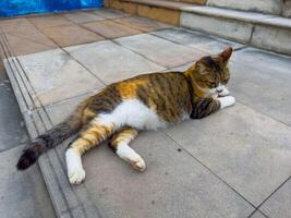 This close-up, eye-level shot features a beautiful calico cat comfortably stretched out on warm stone steps. The feline, with its distinctive patches of brown, orange, and white fur, is captured in a photo