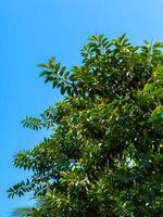 A low-angle, wide-shot captures the expansive, lush green canopy of a tropical tree reaching towards a brilliant, cloudless blue sky. The vibrant leaves are illuminated by the natural sunlight photo