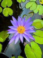 A high-angle, close-up shot captures a stunning purple water lily with a vibrant yellow center, gracefully floating on the dark, reflective surface of a pond, surrounded by bright green lily pads. The photo