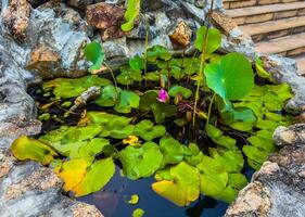 This top-down, wide-angle view captures a tranquil stone pond brimming with lush green and yellowing water lily pads. In the center, a vibrant pink water lily bud is beginning to bloom, surrounded by photo