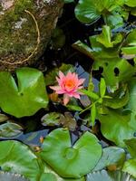 A high-angle, close-up shot captures a solitary, vibrant pink water lily with an orange center, gracefully floating amidst a cluster of large, lush green lily pads in a serene pond. The clear water photo