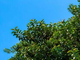 low-angle, wide-shot captures the expansive, lush green canopy of a tropical tree reaching towards a brilliant, cloudless blue sky. The vibrant leaves are illuminated by the natural sunlight photo