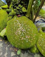 A high-angle, close-up shot captures a large, rounded moss-covered stone turtle statue, heavily dotted with numerous small coins, serving as a traditional wishing stone at a waterfall on Koh Samui photo