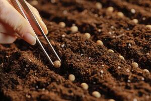 Hand Planting Soybean Seeds in Soil Rows Closeup Spring Sowing Process and Sustainable Agriculture Concept photo