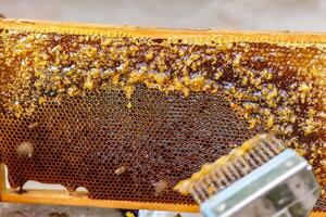 Beekeeper Uncapping Honeycomb Frame with Fork in Apiary Close Up of Honey Extraction Process photo