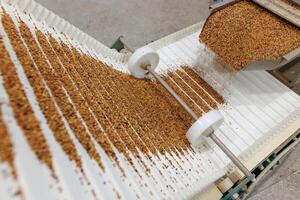 Automated Conveyor System for Grain Processing and Sorting in Modern Food Industry Factory photo