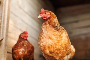 Close-up of a light brown chicken inside a wooden barn coop, standing tall in soft light with another hen in the blurred background. photo