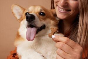 Corgi with a treat and owner photo