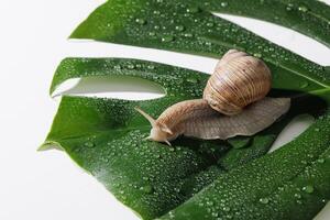 Macro photo of a garden snail crawling on a vibrant green monstera leaf covered with dewdrops. Minimalist natural composition on white background emphasizing texture and freshness.