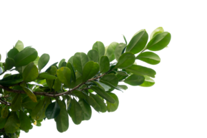 Realistic Hanging Tree Leaves with Transparent Background for Eco Projects png