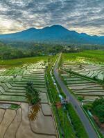 A view of a road and a train in a rice field photo