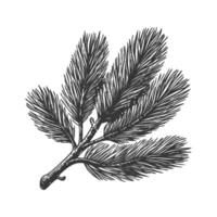 Pine Branch With Needles Black And White Silhouette Illustration. Nature And Botanical Art Isolated Illustration vector