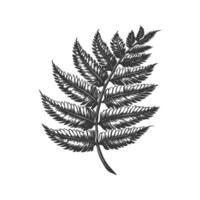 Fern Leaf Botanical Black And White Silhouette Illustration. Nature'S Elegance And Simplicity In Design. Isolated Illustration vector