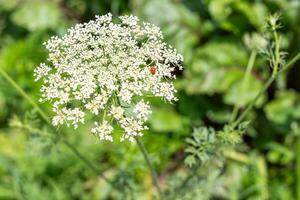 Ladybug sitting on white carrot flower soctum on green field. Growing carrot seeds photo