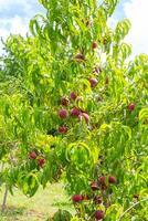 Peach tree with ripe fruits on branches on sunny day in garden photo