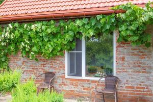 Charming house with brick wall decorated with lush foliage of grape vines creating a picturesque scene. photo