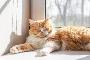 A ginger cat dozes on a white windowsill, relaxing under the rays of the sun streaming into the room photo