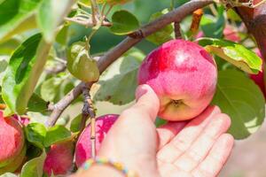 hand reaches out to pick a ripe red apple from a branch laden with fruit and green leaves in an orchard. Fruit harvesting. photo