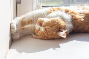 A ginger cat stretched out on a white windowsill, resting his paws on the wall, enjoying the sunlight coming through the window photo