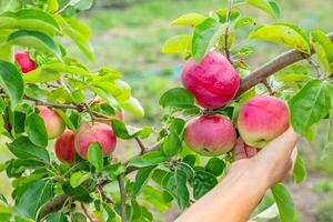 Fruit harvesting. Hand reaches out to pick a ripe red apple from a branch laden with fruits and green leaves in an orchard photo