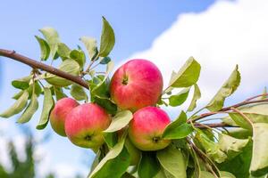 A bunch of bright red apples hangs on a branch, framed by a soft blue sky with white clouds photo