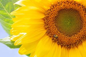 Close-up of a sunflower with a core and a bee collecting pollen on its bright yellow petals photo