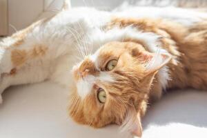 A ginger cat with yellow eyes looks up while flipped over on its back on a white windowsill, sunbathing photo
